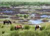 Chevaux en liberté dans le Parc naturel régional de Brière - Camping le Domaine de Pont-Mahé