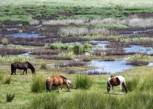 Chevaux en liberté dans le Parc naturel régional de Brière - Camping le Domaine de Pont-Mahé