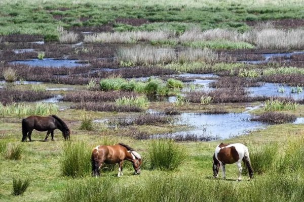 Chevaux en liberté dans le Parc naturel régional de Brière - Camping le Domaine de Pont-Mahé