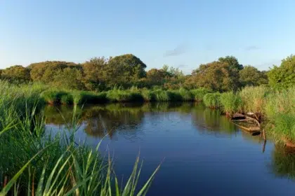 Parc de Brière 4 etang brieres
